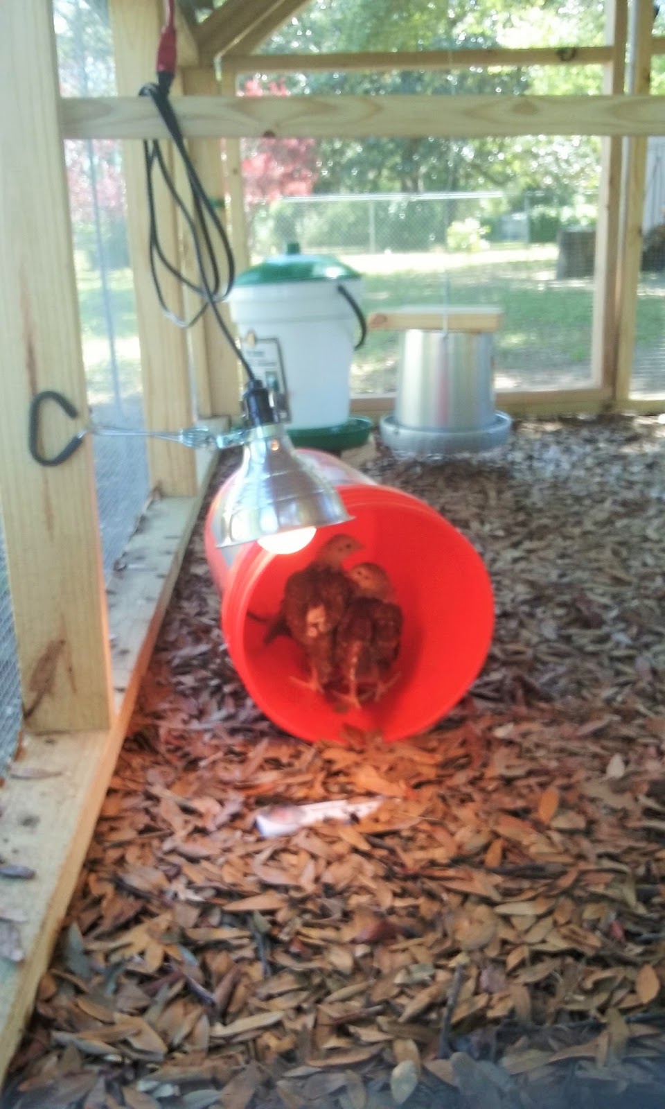 Skip The Bag Our DIY Chicken Coop