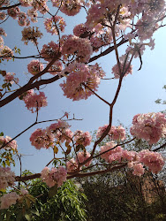 cherry blossom india blossoms bangalore