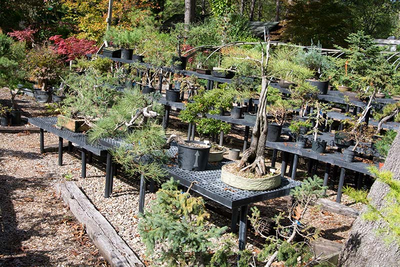 Walter Pall Bonsai Adventures Nature's Way Nursery in Harrisburg, PA