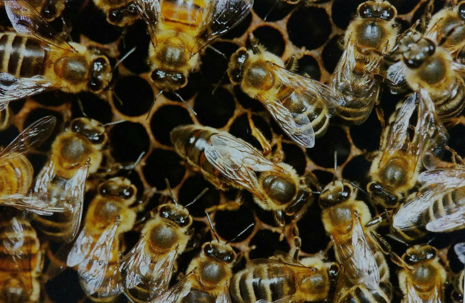 Zajednica pčele medarice - Pčelarstvo za početnike