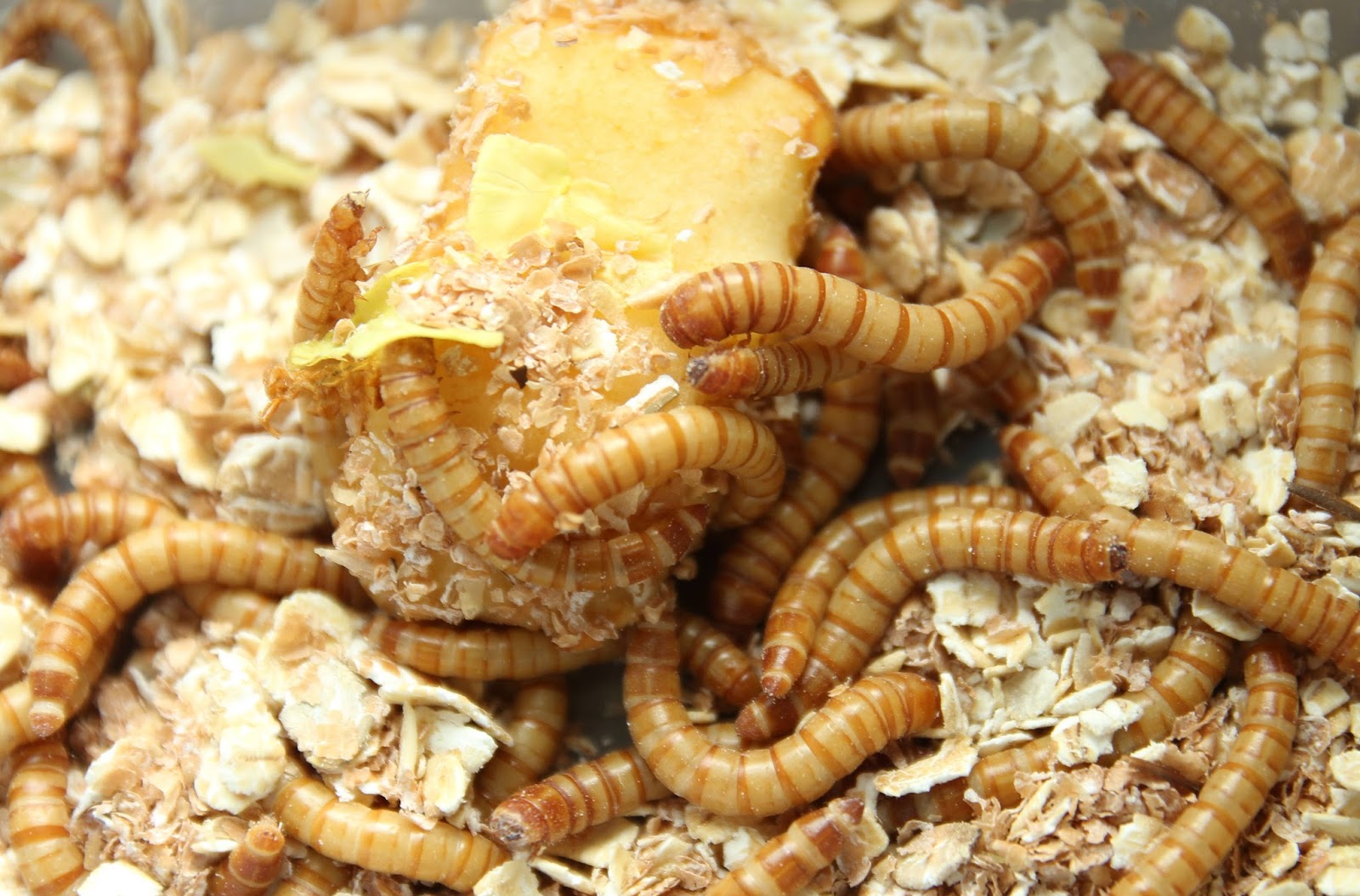 Organic Quail and Watercress A winning combination Grow Forage for Quail The Holistic Hen