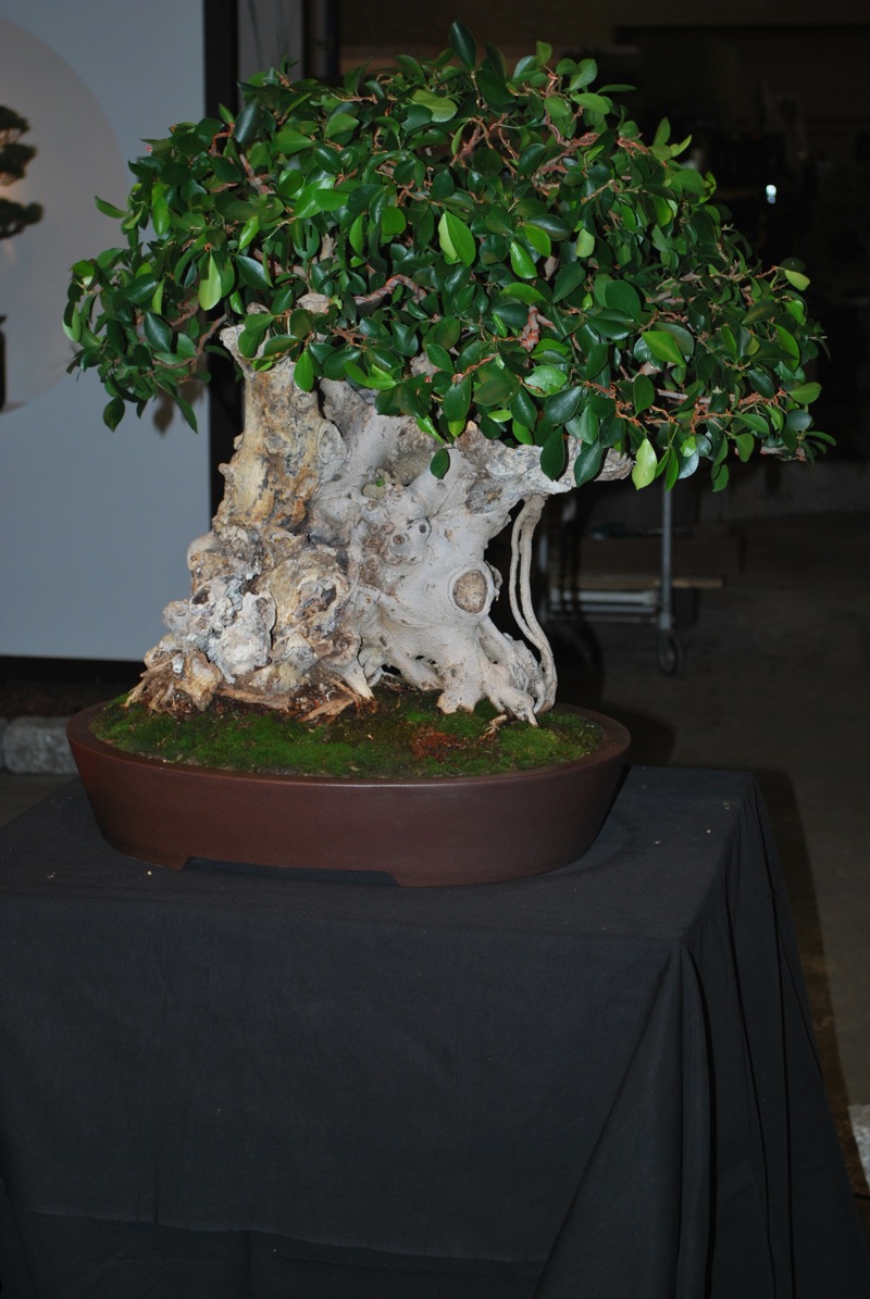 Butterfly Bush Bonsai