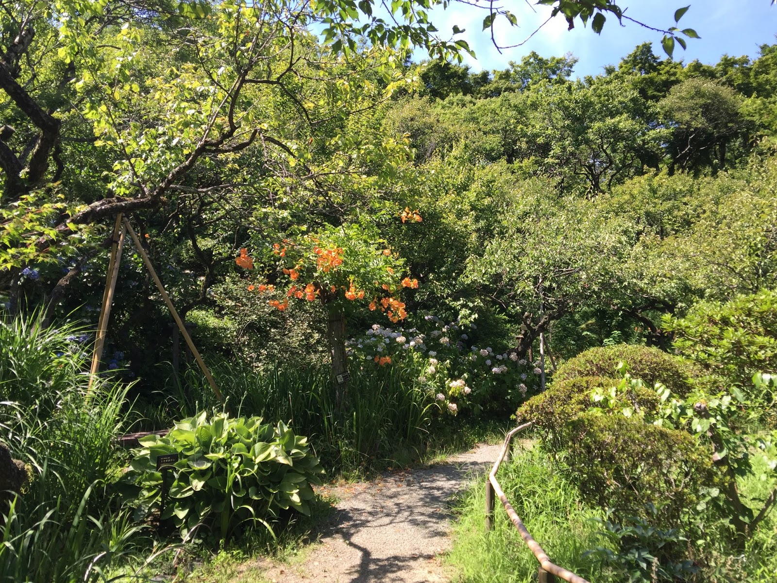 百草 園 京王 2021年 京王百草園