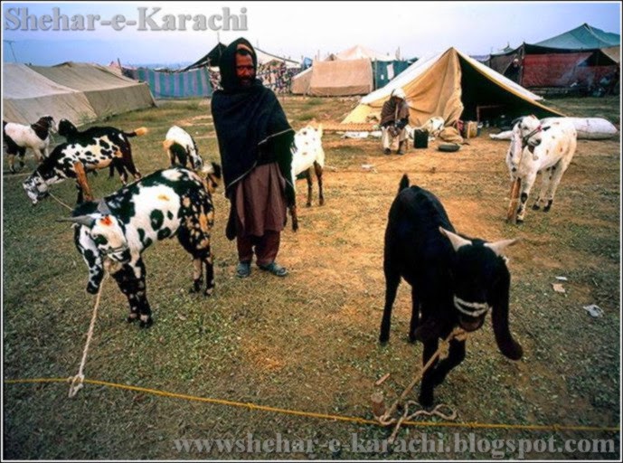 Bakra Mandi 2014 - Shehar-e-Karachi  News Islam Recipe 