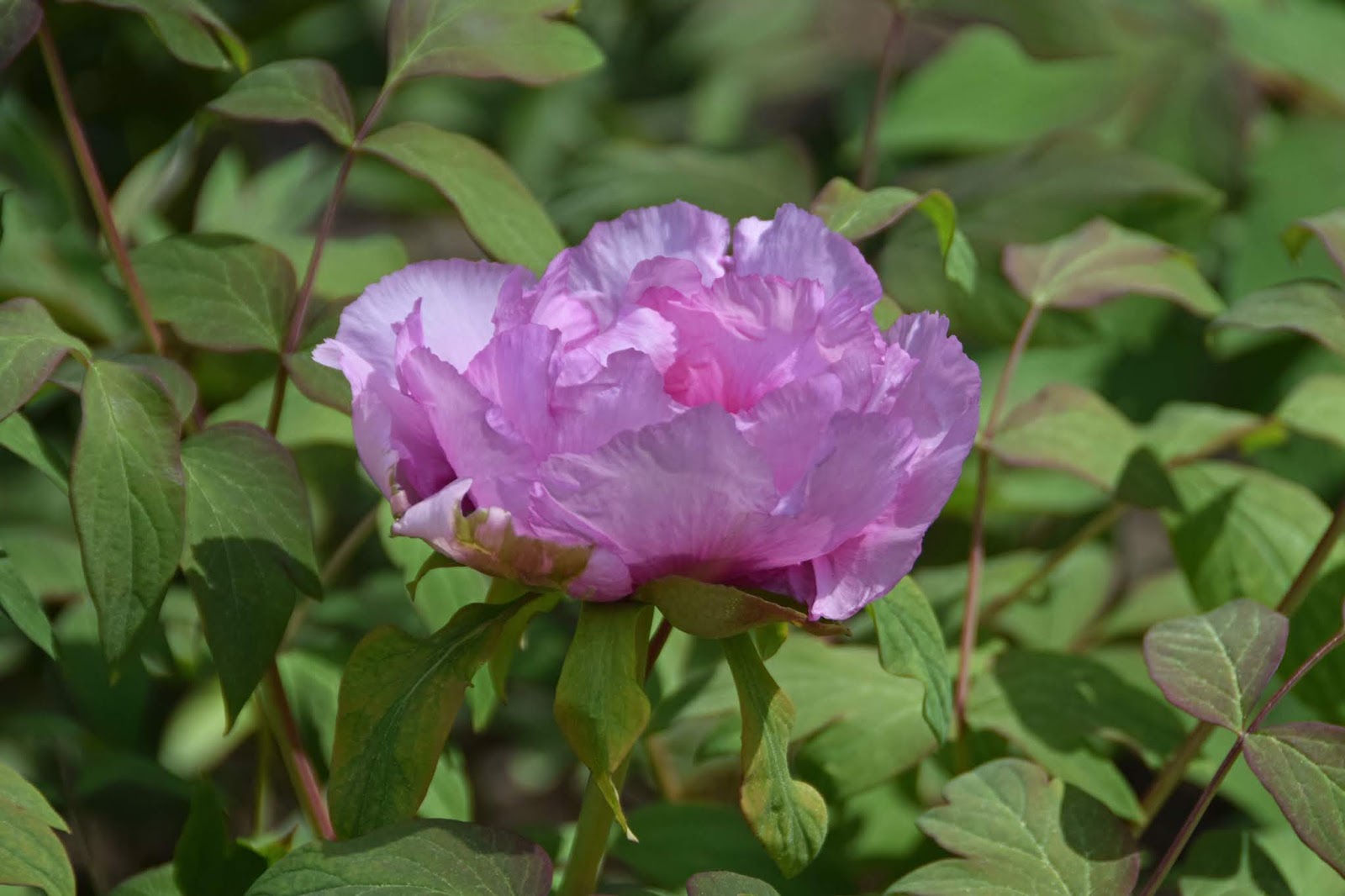 Southern Peony 2018 Southern Peony Seedlings