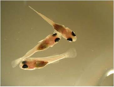 arpas: CARA MEMBESARKAN LARVA IKAN NILA MERAH