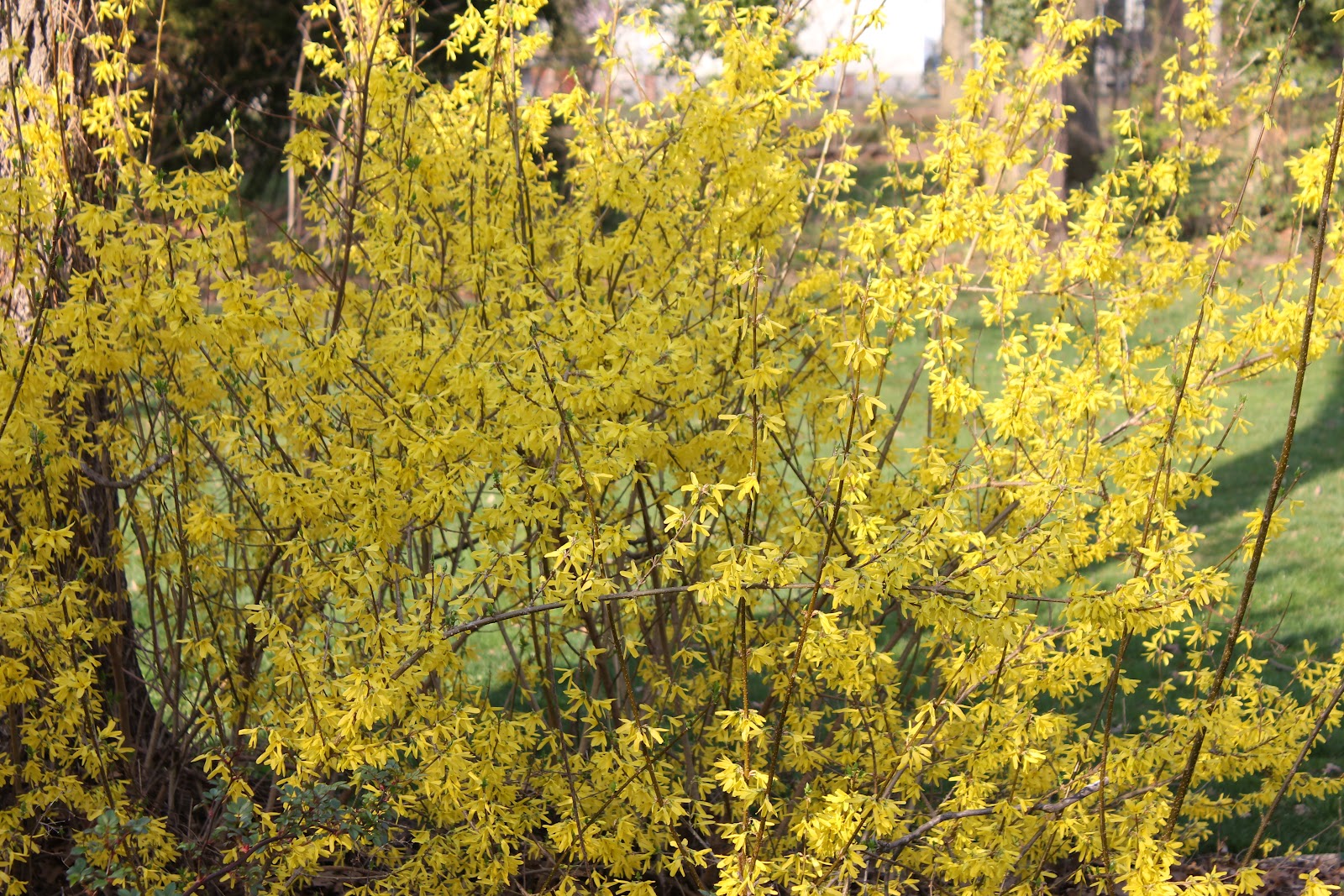 Garden State Roses NJ is yellow!