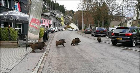 Une famille de sangliers en plein centre de Martelange!
