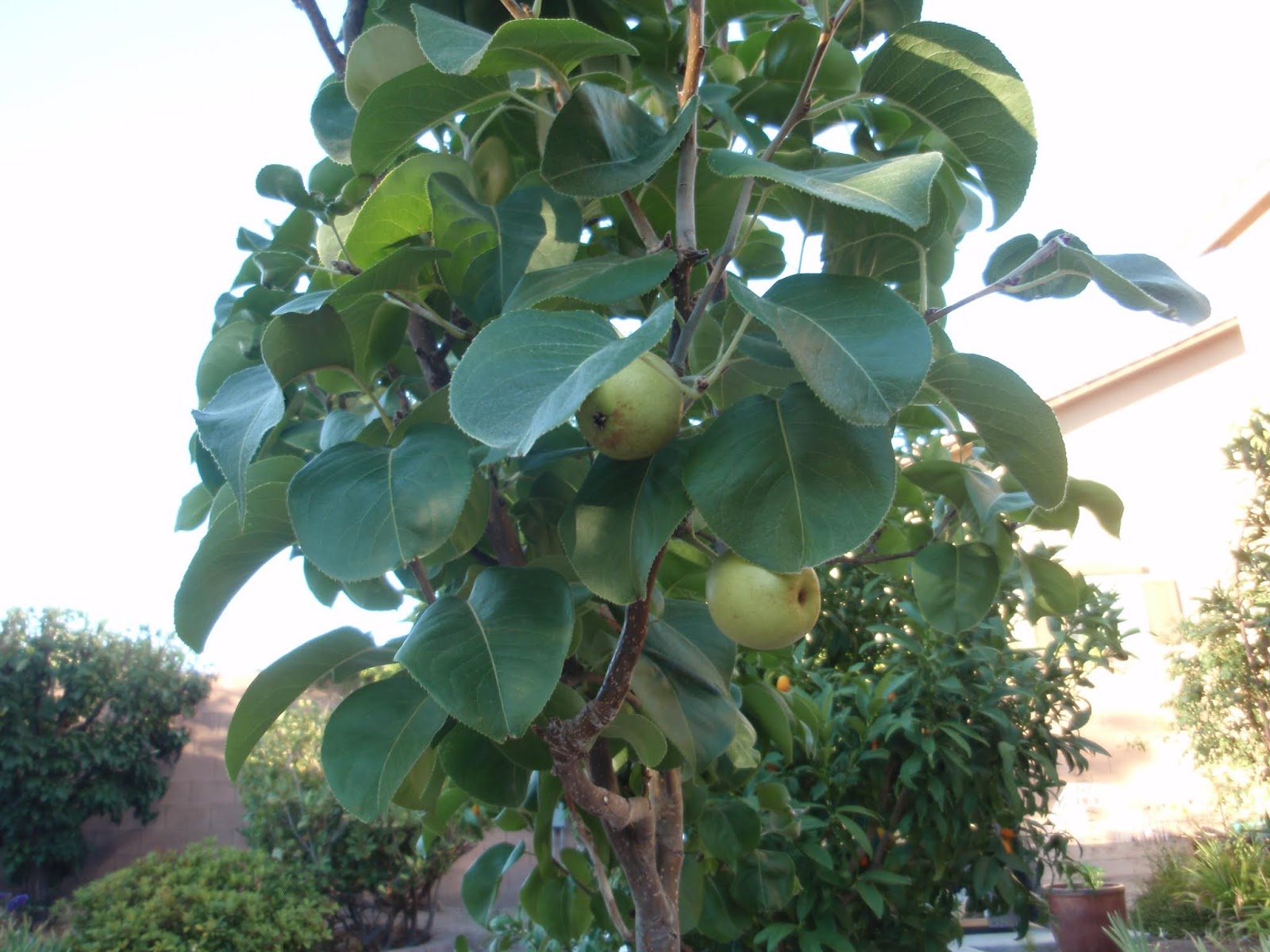 Fruit Trees Las Vegas Loving the Comice Pear Tree