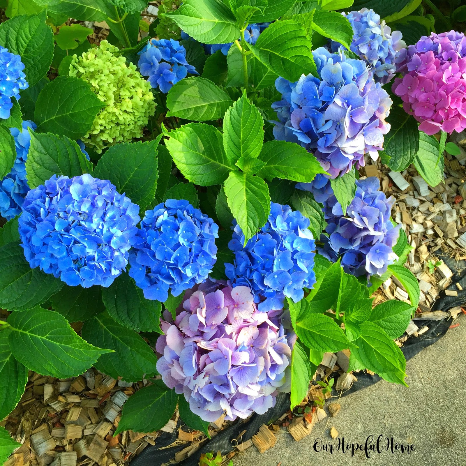 Hydrangea Macrophylla Hortensia Macro Flower Saturday 36