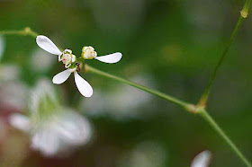 flower, white, leguminous, stem, plant