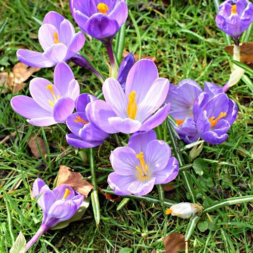 flowers flowers