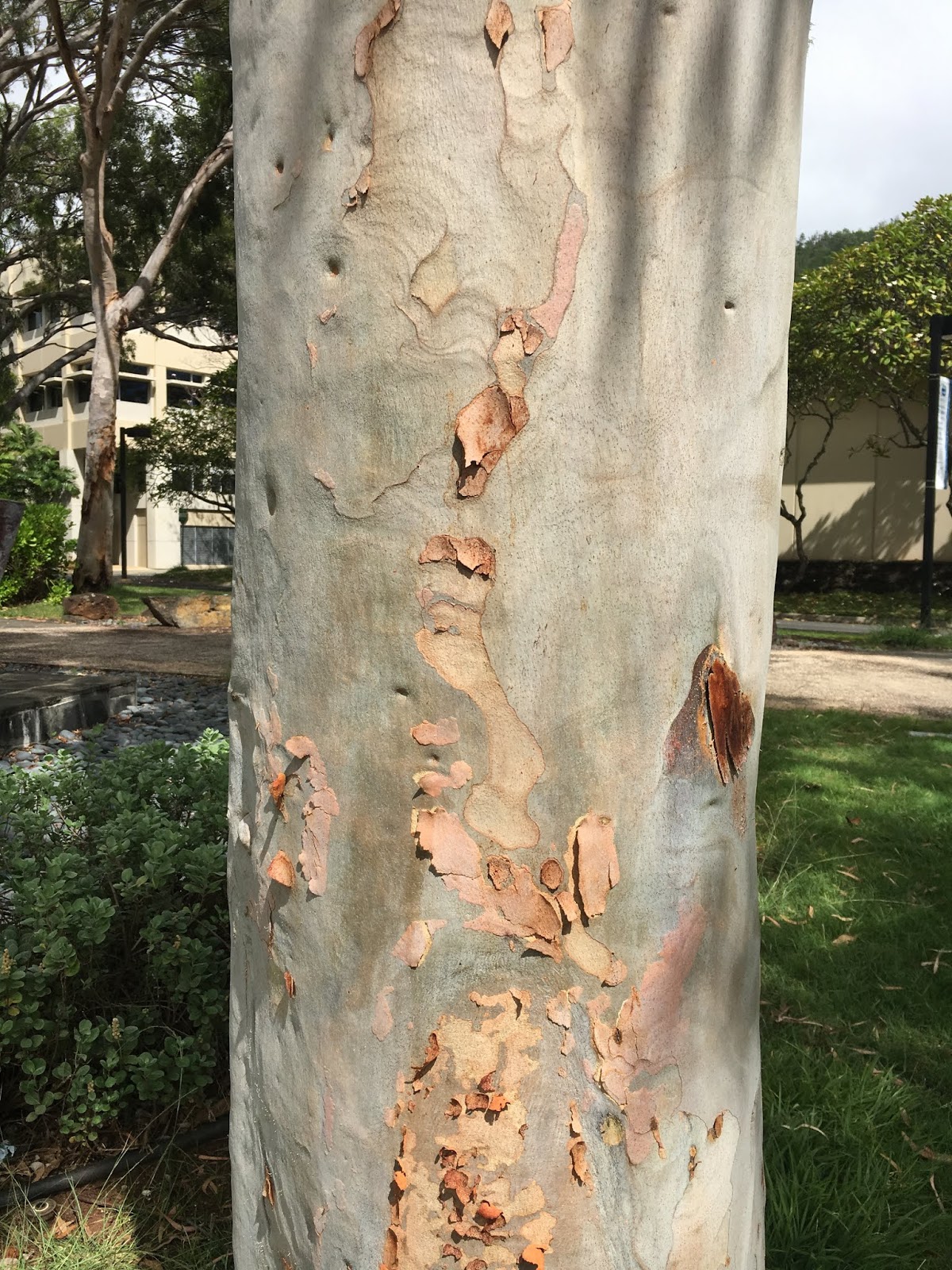 Corymbia citriodora (LemonScented Gum)