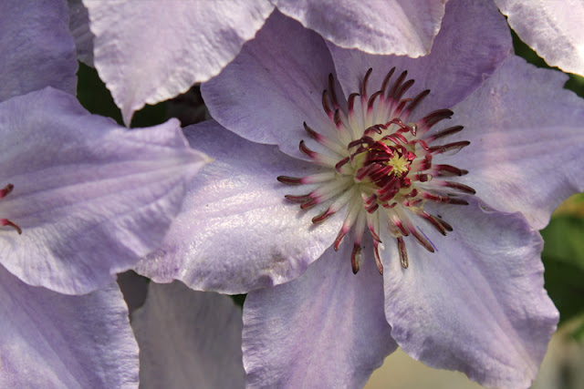 Still Waters Clematis from Proven Winners ColorChoice 