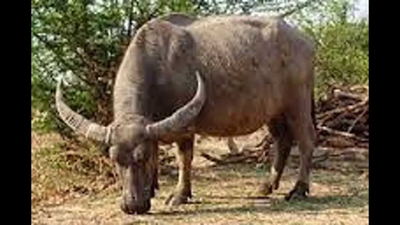 Fauna Asiatis Wood Scribd Indo