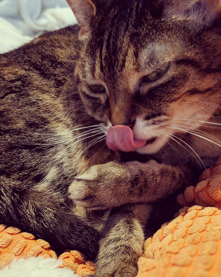 image of Sophie the Torbie Cat in close-up, grooming herself, with her little pink tongue sticking out and curled upward