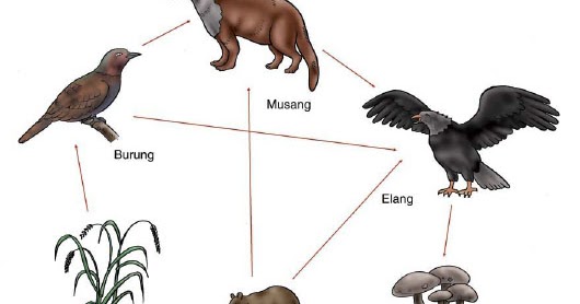 INTERAKSI MAKHLUK HIDUP DENGAN LINGKUNGAN Bentukbentuk
