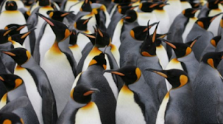 نتيجة بحث الصور عن عراك طيور البطريق