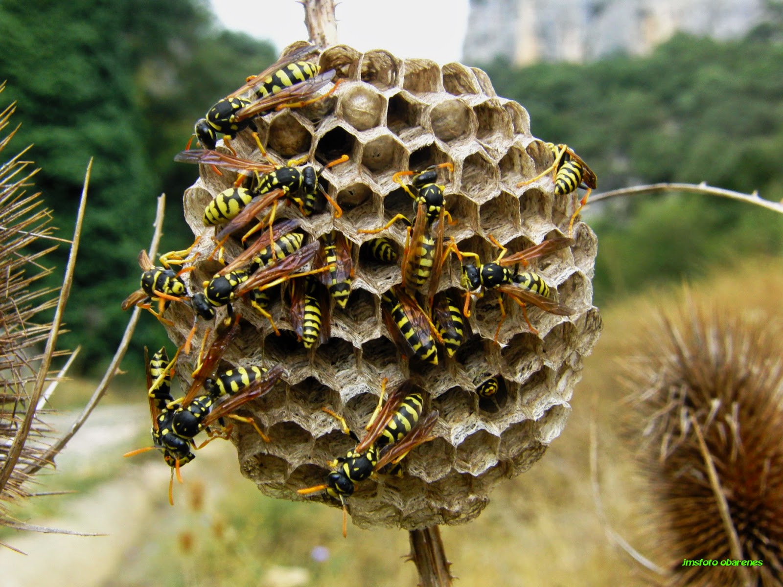 MONTES OBARENES ENTORNO Y VIDA: Nido de avispas