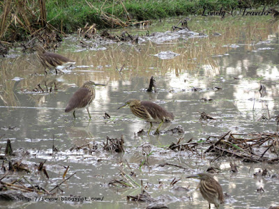 Pond heron - Ardeola grayii