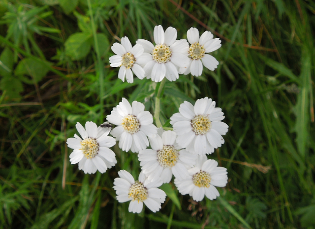 ingas-tankst-lle-familjemiddag-och-sommarblommor