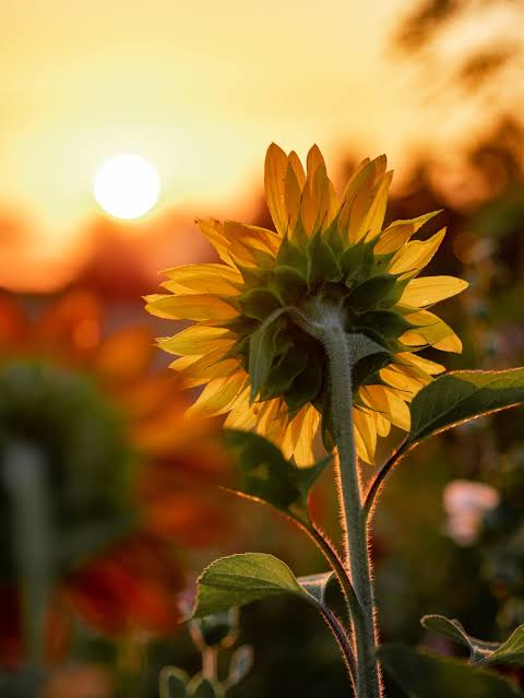 Sunflower Rex Orange County