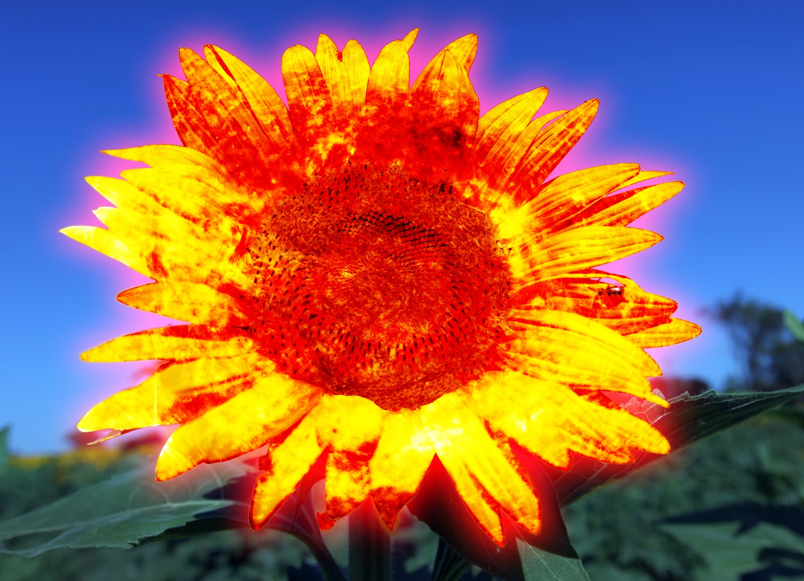 Title Goes Here Literal Compound Words