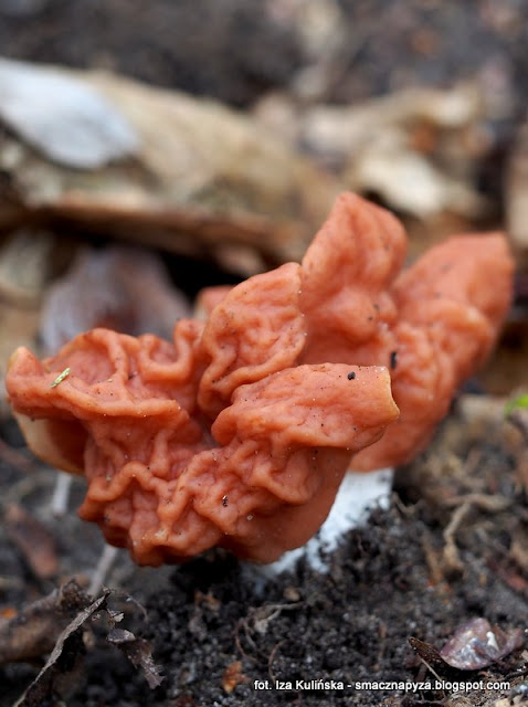 discina-fastigiata piestrzenica pochyla, grzyby chronione, atlas grzybow, grzyby gatunkami, gatunek, jaki to grzyb, las bemowski, wiosna, mykologia, grzybobranie