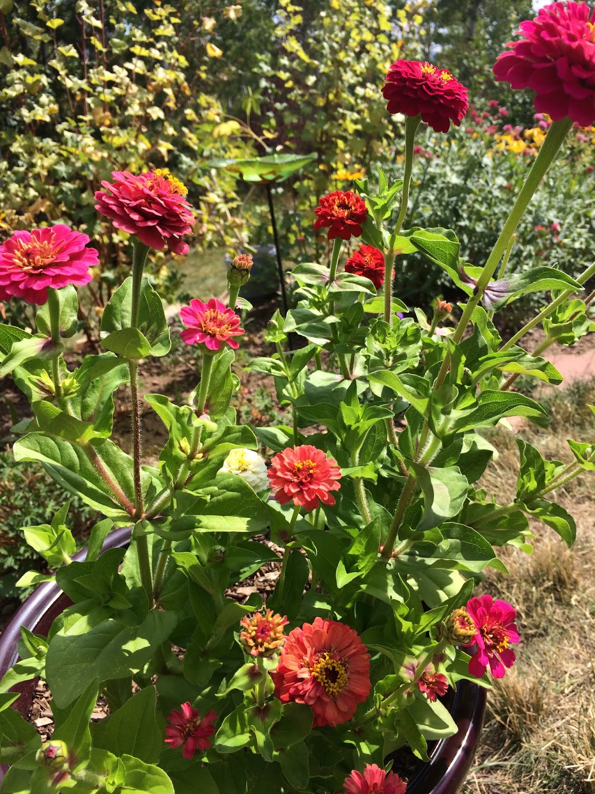 Colorado Mountain Gardener Beautiful Zinnias