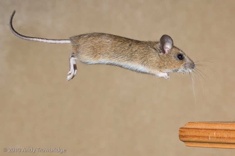 Длинные мыши. Мышка прыгает. Мышь бегает. Длинная мышь. Мышонок бежит.