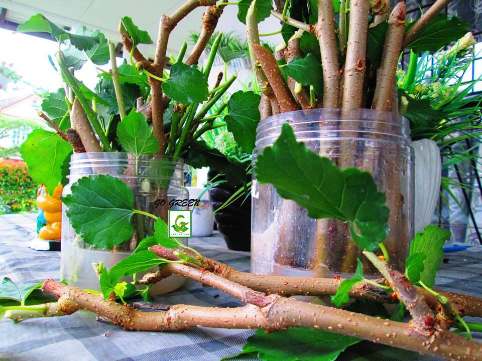 Seeds For Sale Online Cuttings / seedlings / plants for