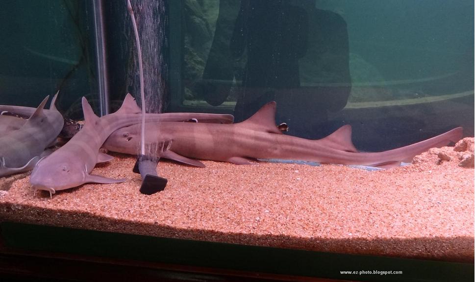 Beautiful Things In Life Aquarium & Marine Museum Shark