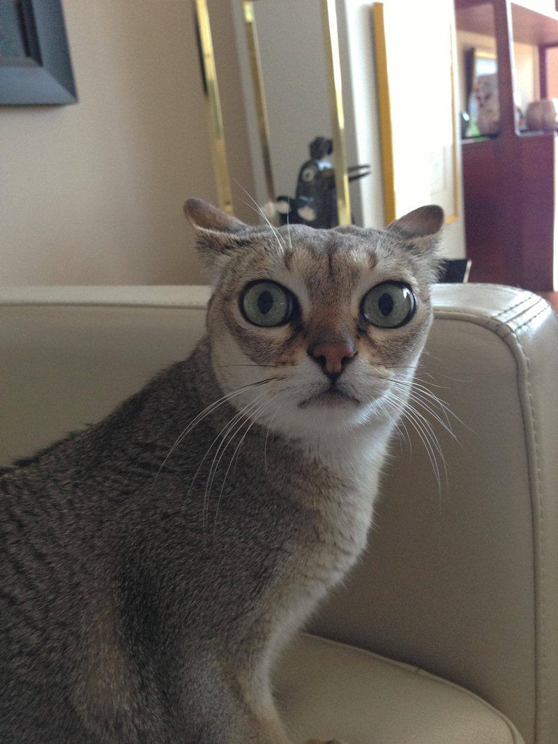 Funny cats - part 21 (42 pics) | Amazing Creatures