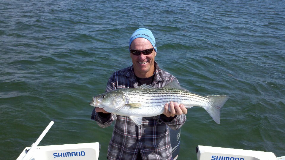 Maine Striper Fishing Charters & Reports Hotline 2076910745 Maine Striper Fishing Report