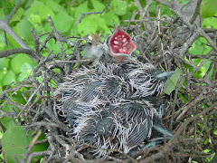 Filhotes de pássaros no ninho
