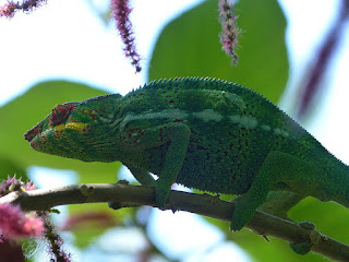Furcifer pardalis - Caméléon panthère - Endormi Furcifer pardalis - Caméléon panthère - Endormi