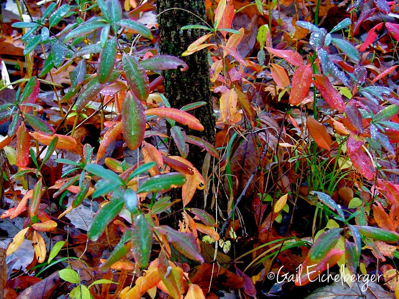 clay and limestone: Hypercolored Hypericum takes Center Stage in the ...