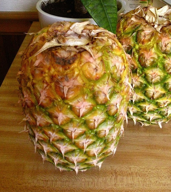 Para que o abacaxi esteja sempre fresco, coloque-o de cabeça para baixo. (Serve também para outras frutas, como mamão, e outras). Para que o abacaxi esteja sempre fresco, coloque-o de cabeça para baixo. (Serve também para outras frutas, como mamão, e outras).