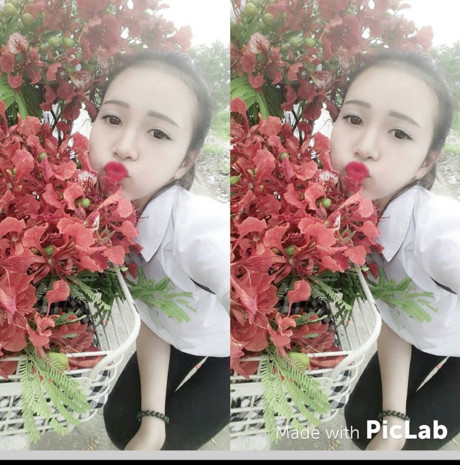 Hoa phượng đỏ rực rỡ trên Facebook tháng 5 - Ảnh 13 Hoa phuong do ruc ro tren Facebook thang 5 - Anh 13