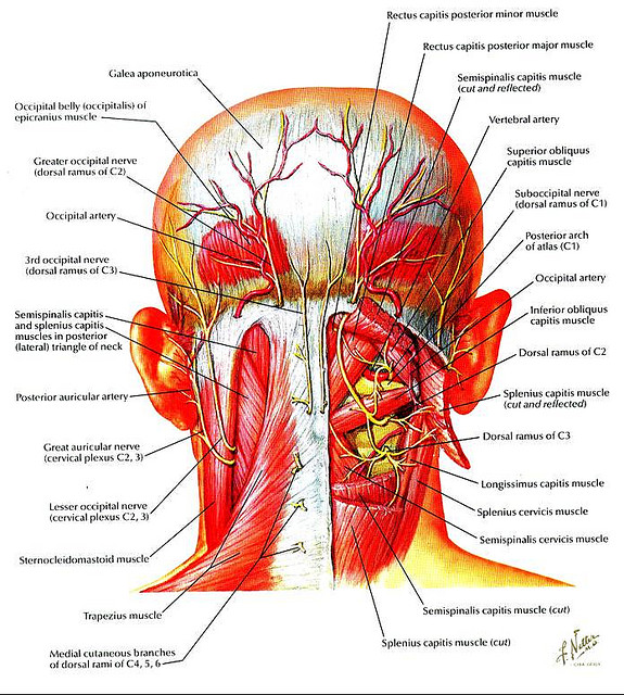 Diagrams Of Every Muscle And Bone In The Neck 121