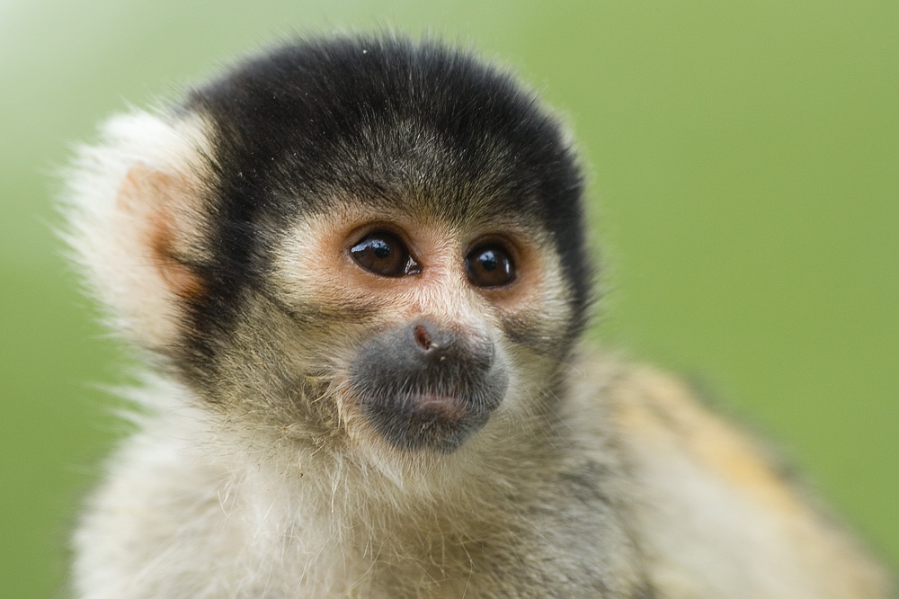 11+ Gambar Hewan Beruk, Koleksi Istimewa!