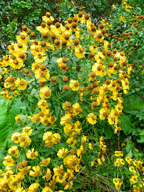 Yellow sneezeweed Helenium autumnale Fall blooming perennials Garden muses--a Toronto gardening blog