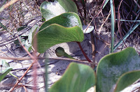 Ipomoea pes-caprae, Padre Island, Texas