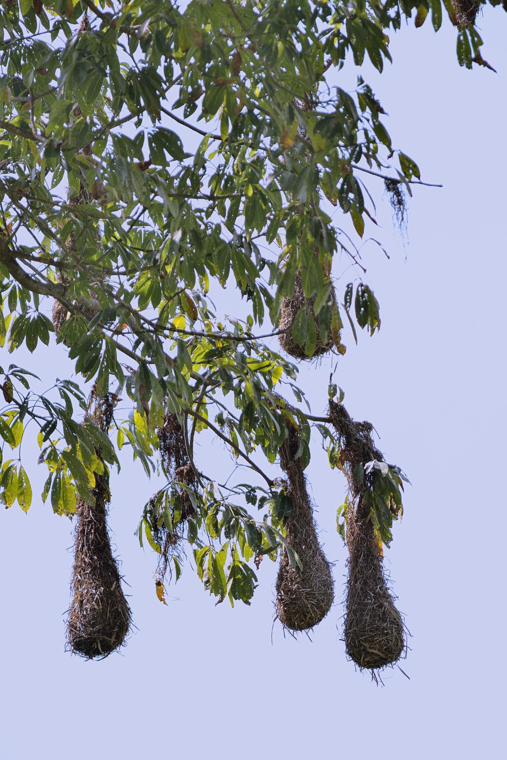 The Amazing Life Hanging Bird Nest Built by Montezuma Oropendola