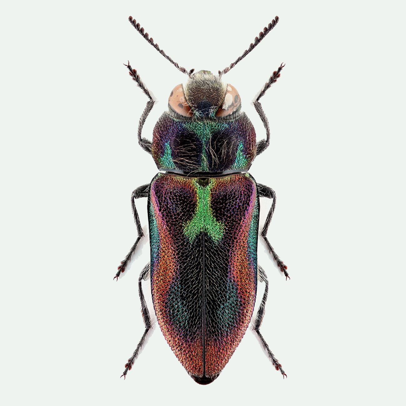 Species New to Science [Entomology • 2018] Anthaxia (A.) cebecii • A