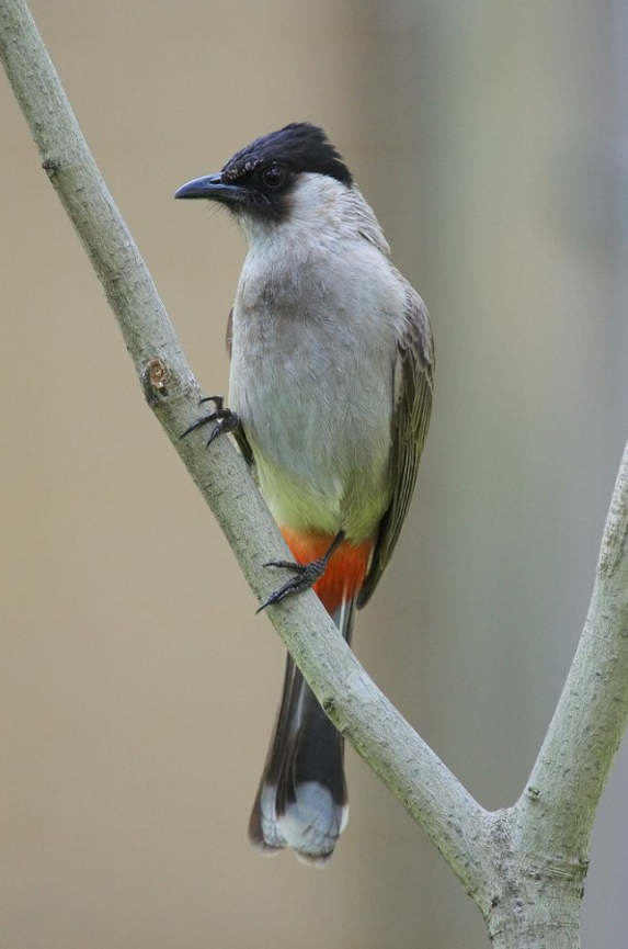 Birds In Thailand Sooty Headed Bulbul