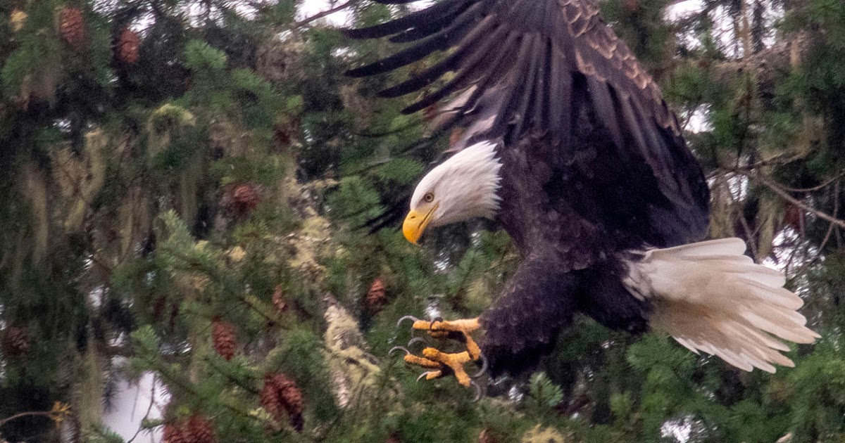 Robin Loznak Photography The eagle has landed