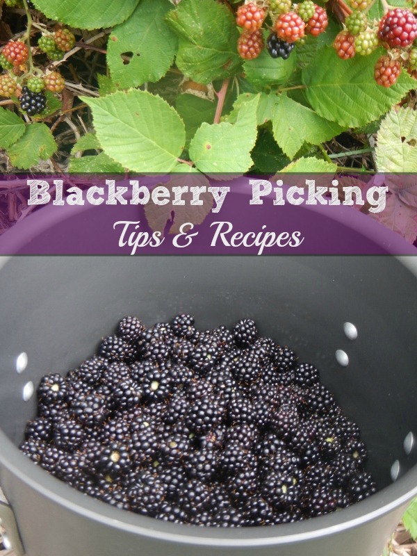 How to Grow Blackberry, Planting, Growing and Harvesting Blackberry