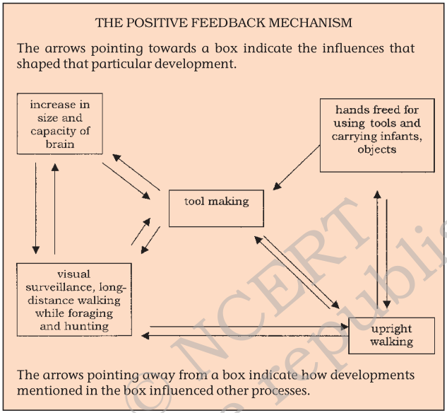 Diagram of Positive feedback mechanism