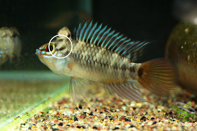 Apistogramma sp. D47